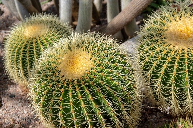 Free download Cactus Greenhouse Botanical -  free photo or picture to be edited with GIMP online image editor