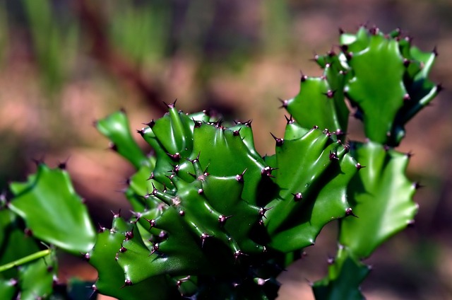 Free download cactus green leaves flora nature free picture to be edited with GIMP free online image editor