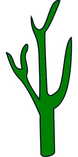 ดาวน์โหลดฟรี Cactus สีเขียว พืช - กราฟิกแบบเวกเตอร์ฟรีบน Pixabay