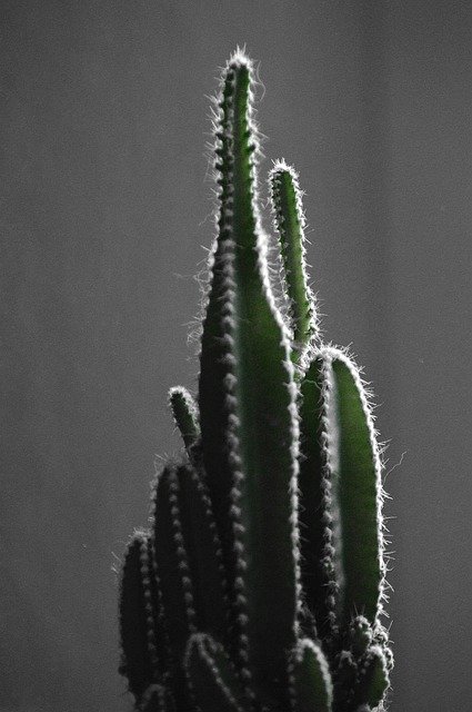 Template Photo Cactus Green Plants -  for OffiDocs