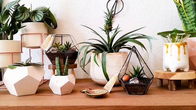 Free download cactus herb flower succulent free picture to be edited with GIMP free online image editor