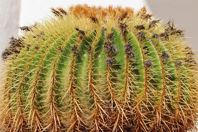 Téléchargement gratuit de l'image gratuite de l'éperon épineux de cactus kroenleinia à éditer avec l'éditeur d'images en ligne gratuit GIMP