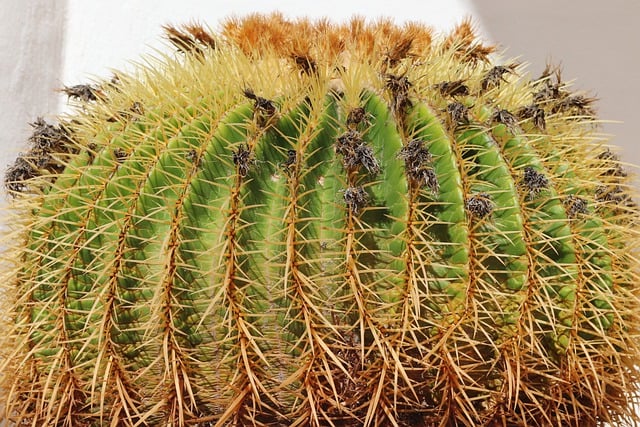 Free download cactus kroenleinia prickly spur free picture to be edited with GIMP free online image editor
