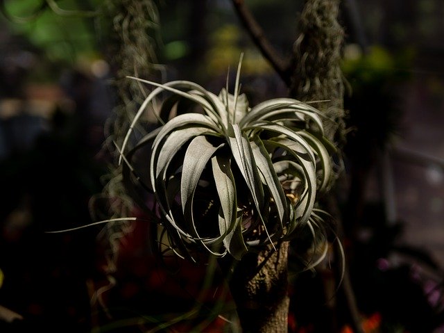 Free download Cactus Leaf Flower The -  free photo or picture to be edited with GIMP online image editor