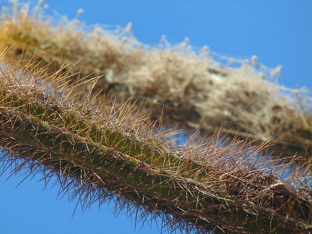 Download gratuito Cactus-Madagascar Thorns Flowers - foto o immagine gratuita da modificare con l'editor di immagini online di GIMP