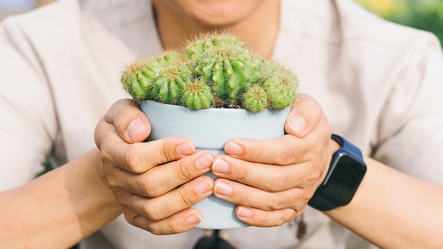 دانلود رایگان کاکتوس دستان طبیعت گیاه مردم عکس رایگان برای ویرایش با ویرایشگر تصویر آنلاین رایگان GIMP