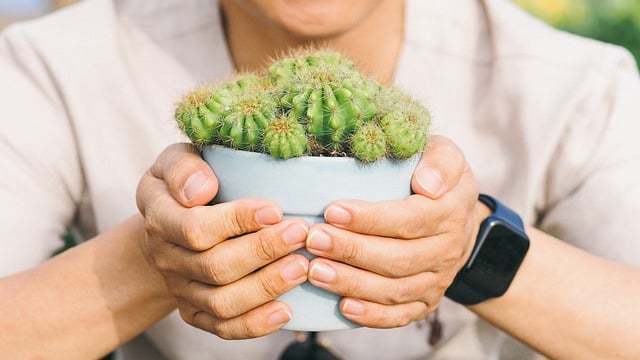 Free download cactus nature hands plant people free picture to be edited with GIMP free online image editor