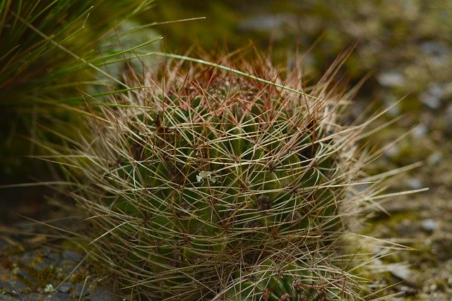 Bezpłatne pobieranie Cactus Nature Plant - bezpłatne zdjęcie lub obraz do edycji za pomocą internetowego edytora obrazów GIMP