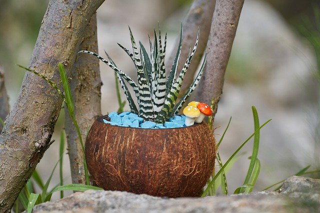 Download gratuito Cactus Ornament Plant: foto o immagine gratuita da modificare con l'editor di immagini online GIMP
