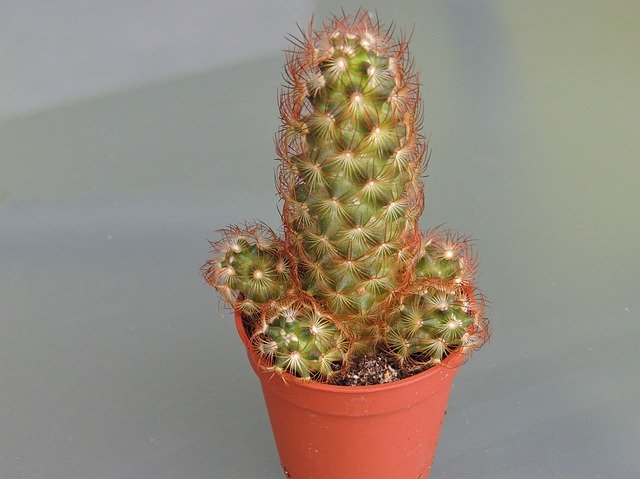 Descarga gratuita Planta de cactus decorativa: foto o imagen gratuita para editar con el editor de imágenes en línea GIMP