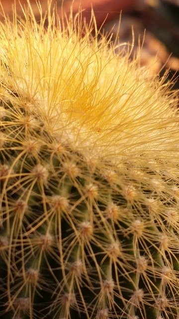 Download grátis Cactus Plant Desert - foto ou imagem gratuita para ser editada com o editor de imagens online GIMP