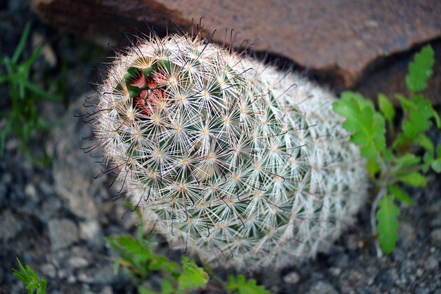 Free download cactus plant desert nature wild free picture to be edited with GIMP free online image editor