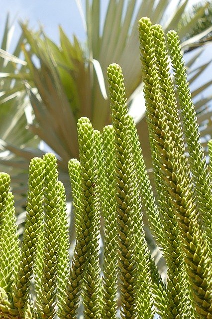 Descărcare gratuită Cactus Plant Flora - fotografie sau imagini gratuite pentru a fi editate cu editorul de imagini online GIMP