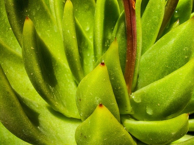 Download gratuito Cactus Plant Green: foto o immagine gratuita da modificare con l'editor di immagini online GIMP