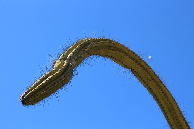 Téléchargement gratuit de Cactus Plant Nature - photo ou image gratuite à modifier avec l'éditeur d'images en ligne GIMP