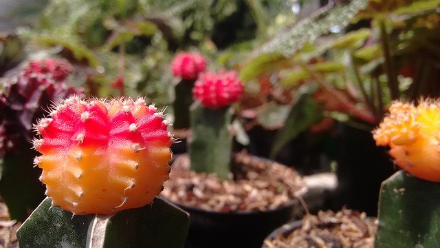 Descarga gratuita del vivero de plantas de cactus: foto o imagen gratuita para editar con el editor de imágenes en línea GIMP