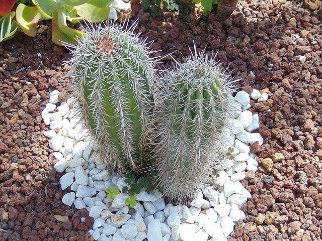 Cactus Plant Spain 무료 다운로드 - 김프 무료 온라인 이미지 편집기로 편집할 수 있는 무료 일러스트레이션