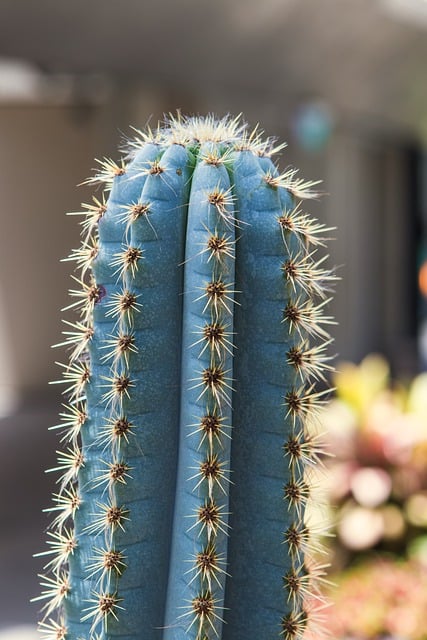 Free download cactus plant spikes closeup nature free picture to be edited with GIMP free online image editor