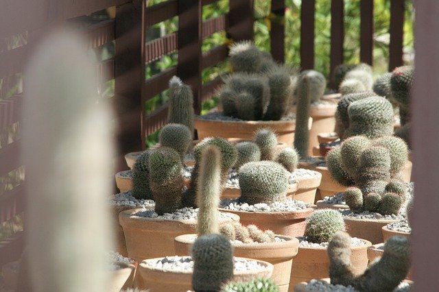 Free download Cactus Plants Plant -  free photo or picture to be edited with GIMP online image editor