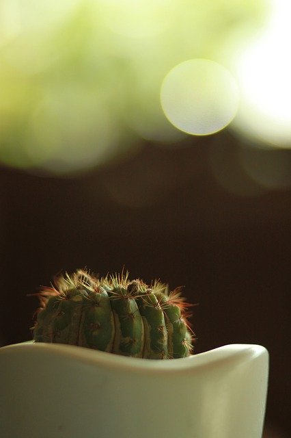 Descarga gratuita Cactus Plants Thorn Potted - foto o imagen gratuita para editar con el editor de imágenes en línea GIMP