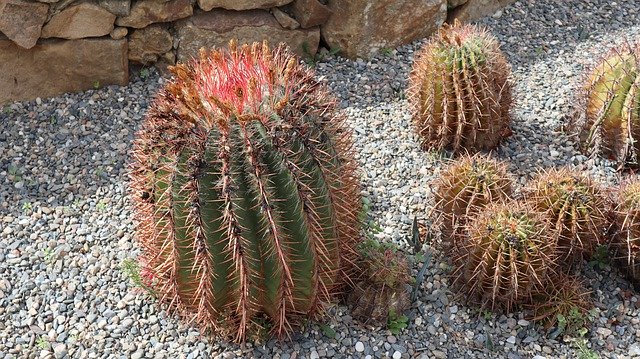 Free picture Cactus Plant Succulent -  to be edited by GIMP free image editor by OffiDocs