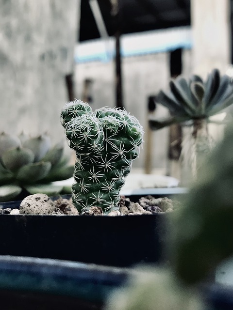 Free download cactus plant thorns gardening free picture to be edited with GIMP free online image editor