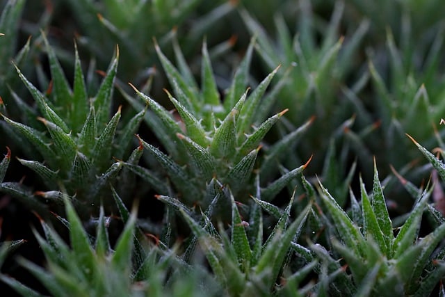 دانلود رایگان عکس سبز خاردار گیاه کاکتوس برای ویرایش با ویرایشگر تصویر آنلاین رایگان GIMP