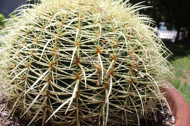 Descarga gratuita Cactus Potted Plant: foto o imagen gratuita para editar con el editor de imágenes en línea GIMP