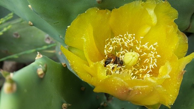 Download gratuito Fiore di fico d'India di cactus - foto o immagine gratuita da modificare con l'editor di immagini online di GIMP