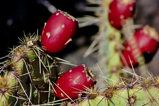 Descărcare gratuită Cactus Prickly Pears Close Up - fotografie sau imagini gratuite pentru a fi editate cu editorul de imagini online GIMP