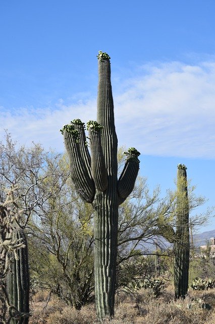 Download gratuito Cactus Saguaro Arizona: foto o immagine gratuita da modificare con l'editor di immagini online GIMP
