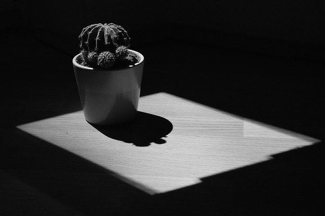 Muat turun percuma Cactus Shadow Plant - foto atau gambar percuma untuk diedit dengan editor imej dalam talian GIMP