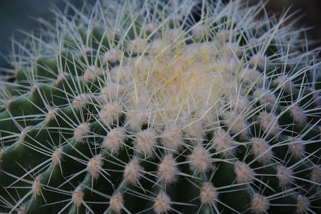 تنزيل مجاني Cactus Sharp Succulent - صورة مجانية أو صورة لتحريرها باستخدام محرر الصور عبر الإنترنت GIMP