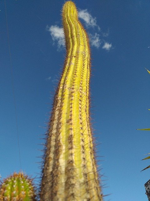 Template Photo Cactus Sky Landscape -  for OffiDocs