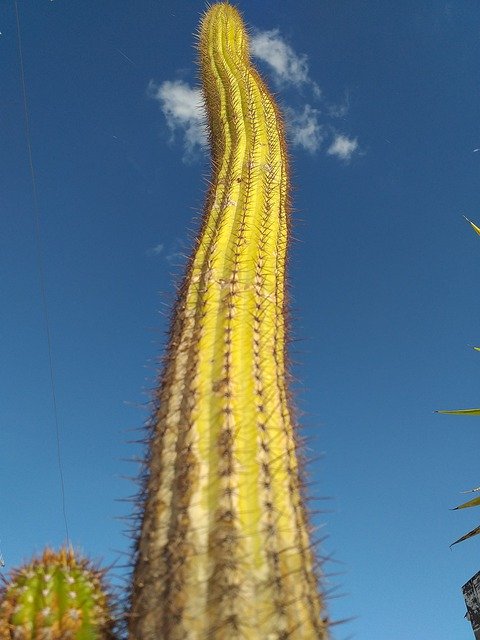 Free download Cactus Sky Landscape -  free free photo or picture to be edited with GIMP online image editor