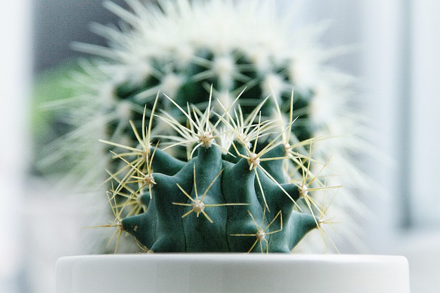 Free download cactus spikes barbed plant green free picture to be edited with GIMP free online image editor