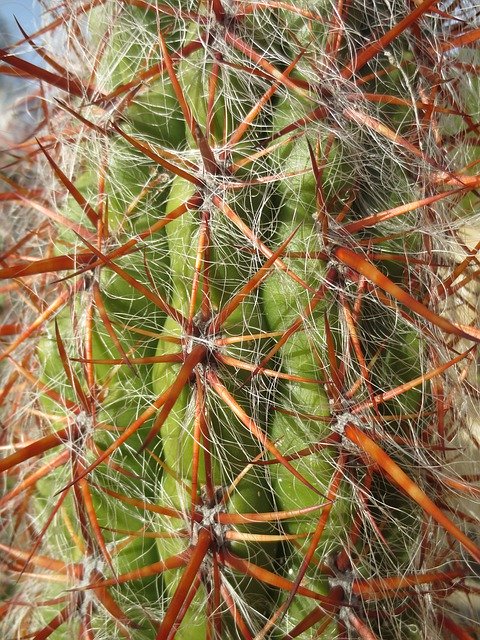 Free picture Cactus Spines Spikes -  to be edited by GIMP free image editor by OffiDocs