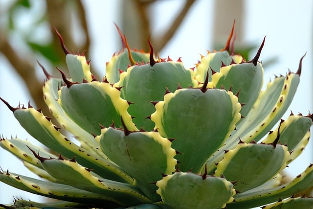 Free download cactus succulent agave plant thorn free picture to be edited with GIMP free online image editor