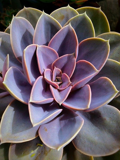 ດາວໂຫລດຟຣີ Cactus Succulent Colorful - ຮູບພາບຫຼືຮູບພາບທີ່ບໍ່ເສຍຄ່າເພື່ອແກ້ໄຂດ້ວຍບັນນາທິການຮູບພາບອອນໄລນ໌ GIMP