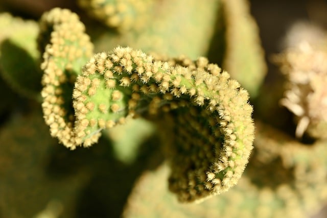Free download cactus succulent desert nature free picture to be edited with GIMP free online image editor
