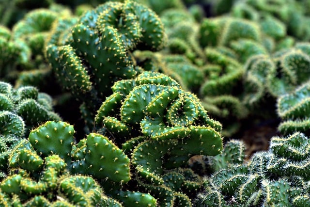 Free download cactus succulent flora flower free picture to be edited with GIMP free online image editor