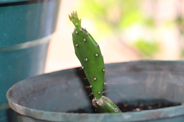 Free download Cactus Succulent Flower -  free photo or picture to be edited with GIMP online image editor