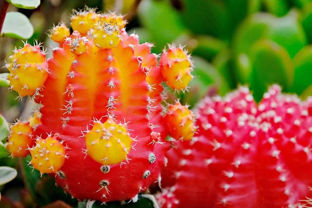 Free download cactus succulent flower flora free picture to be edited with GIMP free online image editor