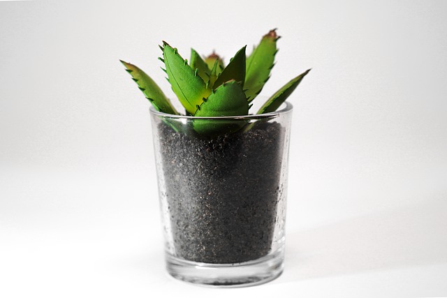 Free download cactus succulent flowerpot free picture to be edited with GIMP free online image editor