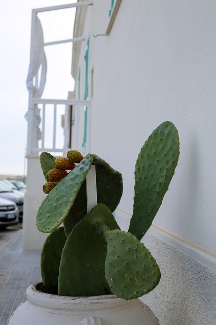 Muat turun percuma Cactus Succulent Flower The Old - foto atau gambar percuma untuk diedit dengan editor imej dalam talian GIMP