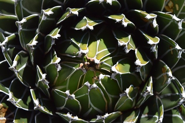 Muat turun percuma Cactus Succulent Green - foto atau gambar percuma untuk diedit dengan editor imej dalam talian GIMP