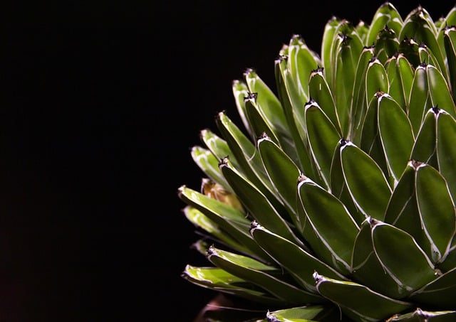 Free download cactus succulent plant flora green free picture to be edited with GIMP free online image editor
