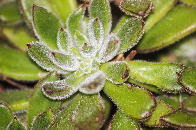 Free download Cactus Succulents Garden -  free photo or picture to be edited with GIMP online image editor