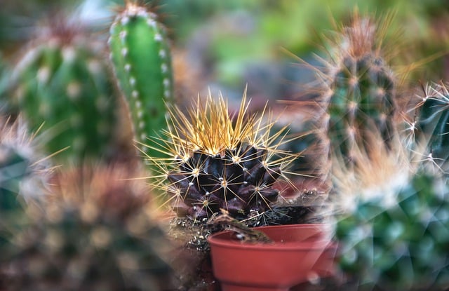 Free download cactus succulents plants flora free picture to be edited with GIMP free online image editor