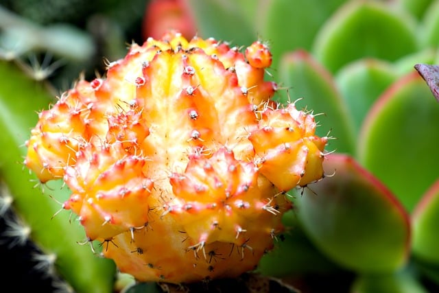 Free download cactus succulent yellow flora free picture to be edited with GIMP free online image editor